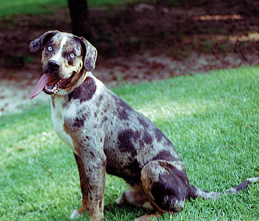 puppies in louisiana what are the rarest breeds of dogs the best by dogpacer puppies in louisiana what are the rarest breeds of dogs the best by dogpacer