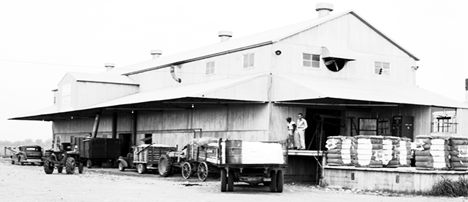 Cotton is one of Louisiana's major agricultural crops, and certainly one for which the Delta region is best known. John Gasquet, photographer